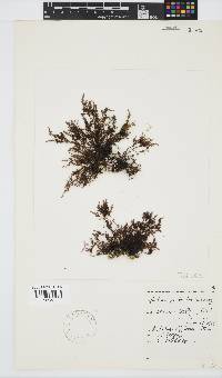 Gelidium pristoides image