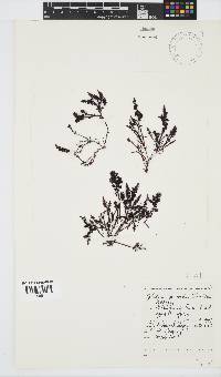 Gelidium pristoides image
