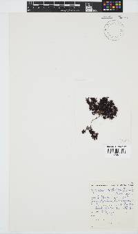 Gelidium pristoides image