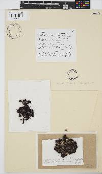 Gelidium pristoides image