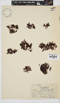 Gelidium pristoides image