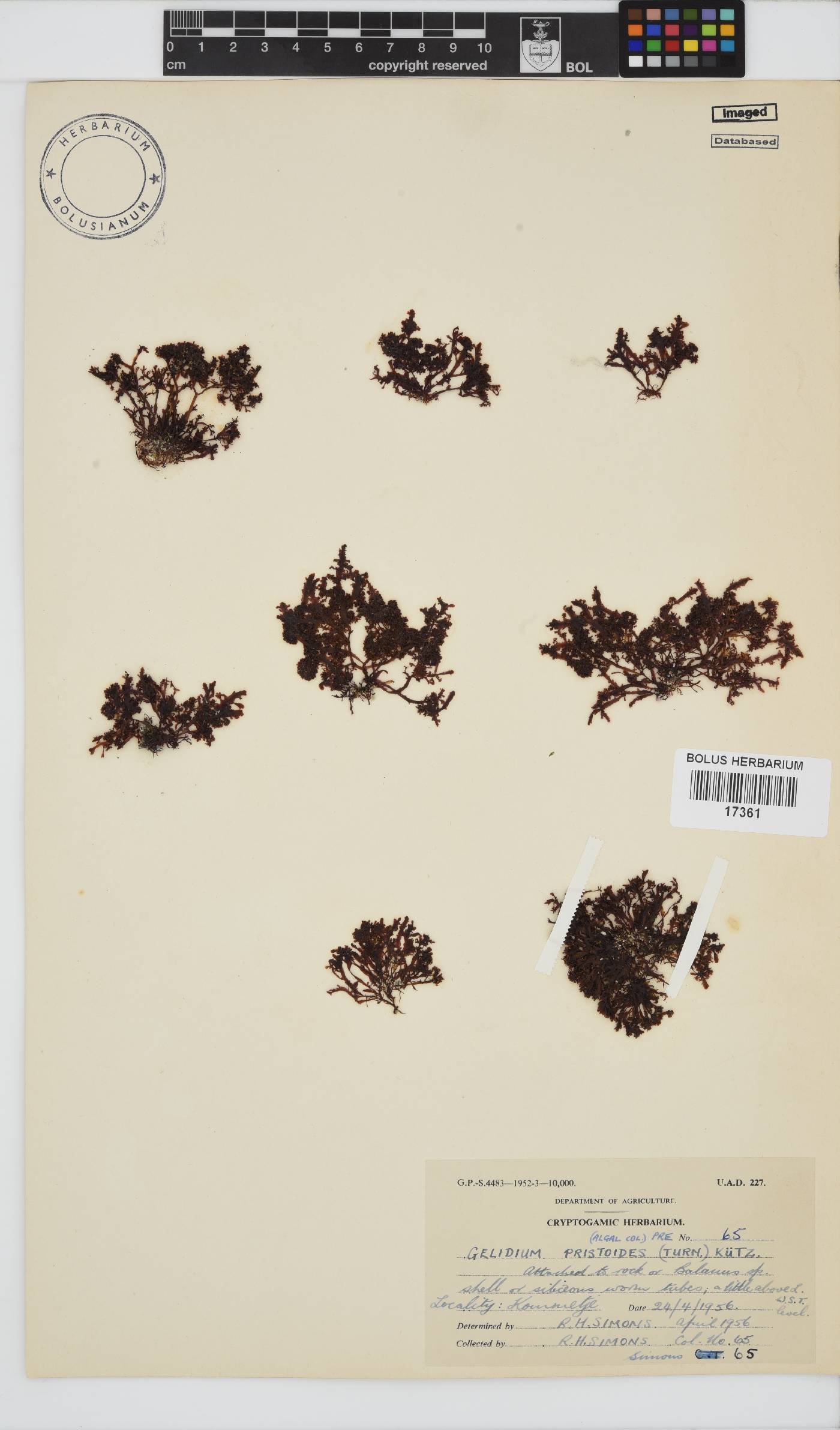 Gelidiaceae image