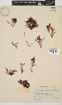 Gelidium pristoides image
