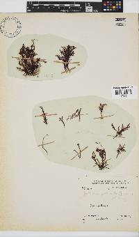 Gelidium pristoides image