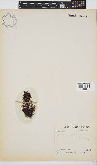 Gelidium pristoides image