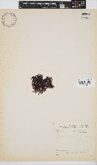 Gelidium pristoides image