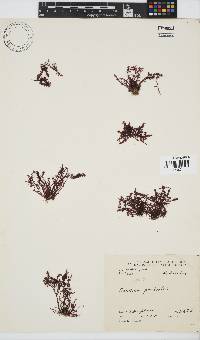 Gelidium pristoides image