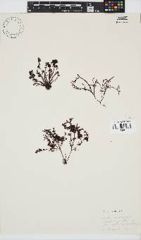 Gelidium pristoides image