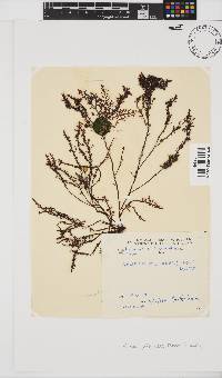 Gelidium pristoides image
