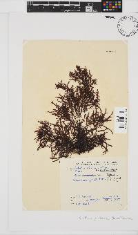 Gelidium pristoides image