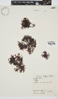 Gelidium pristoides image
