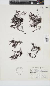 Gelidium pristoides image