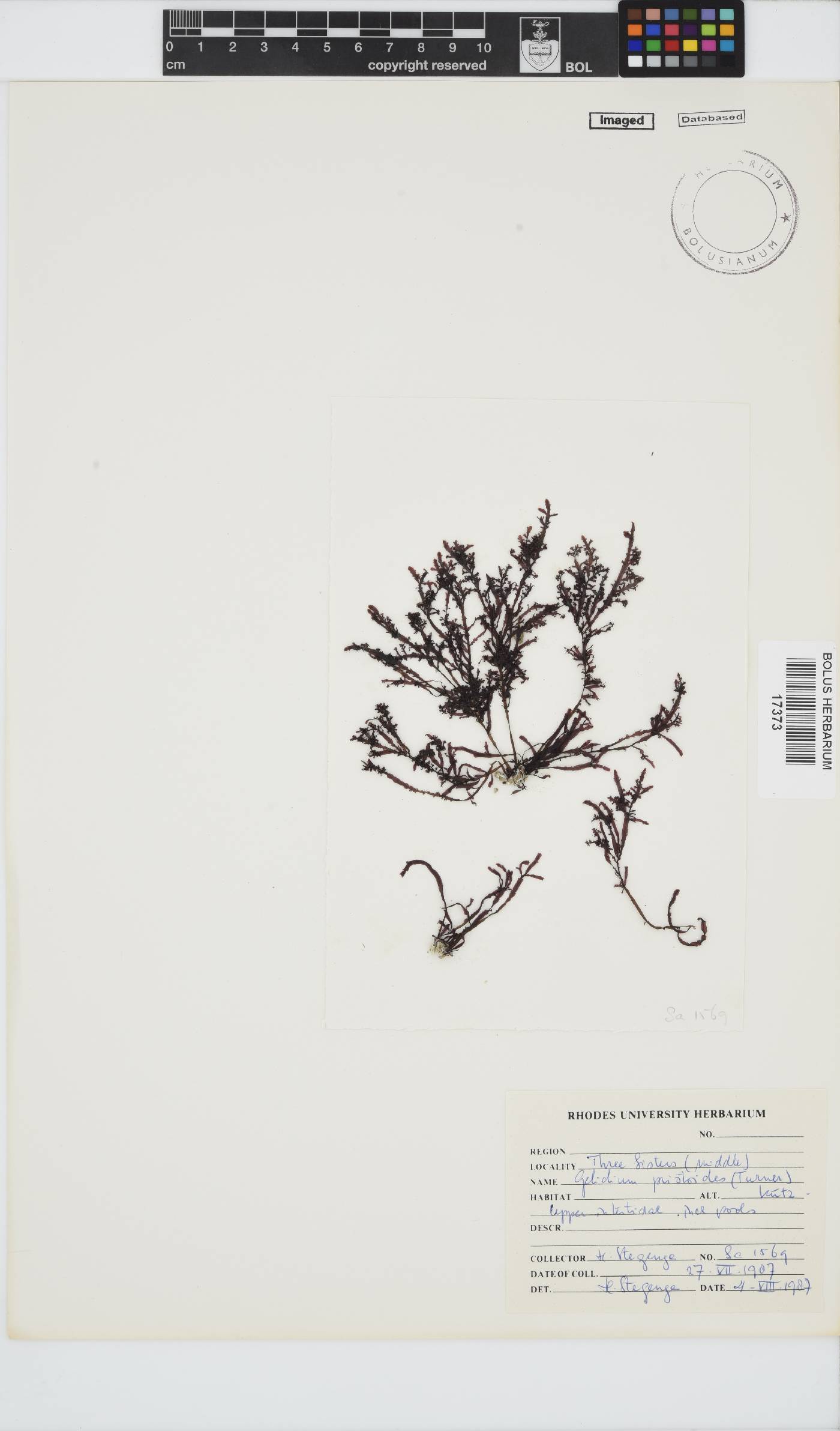 Gelidium pristoides image