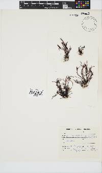 Gelidium pristoides image