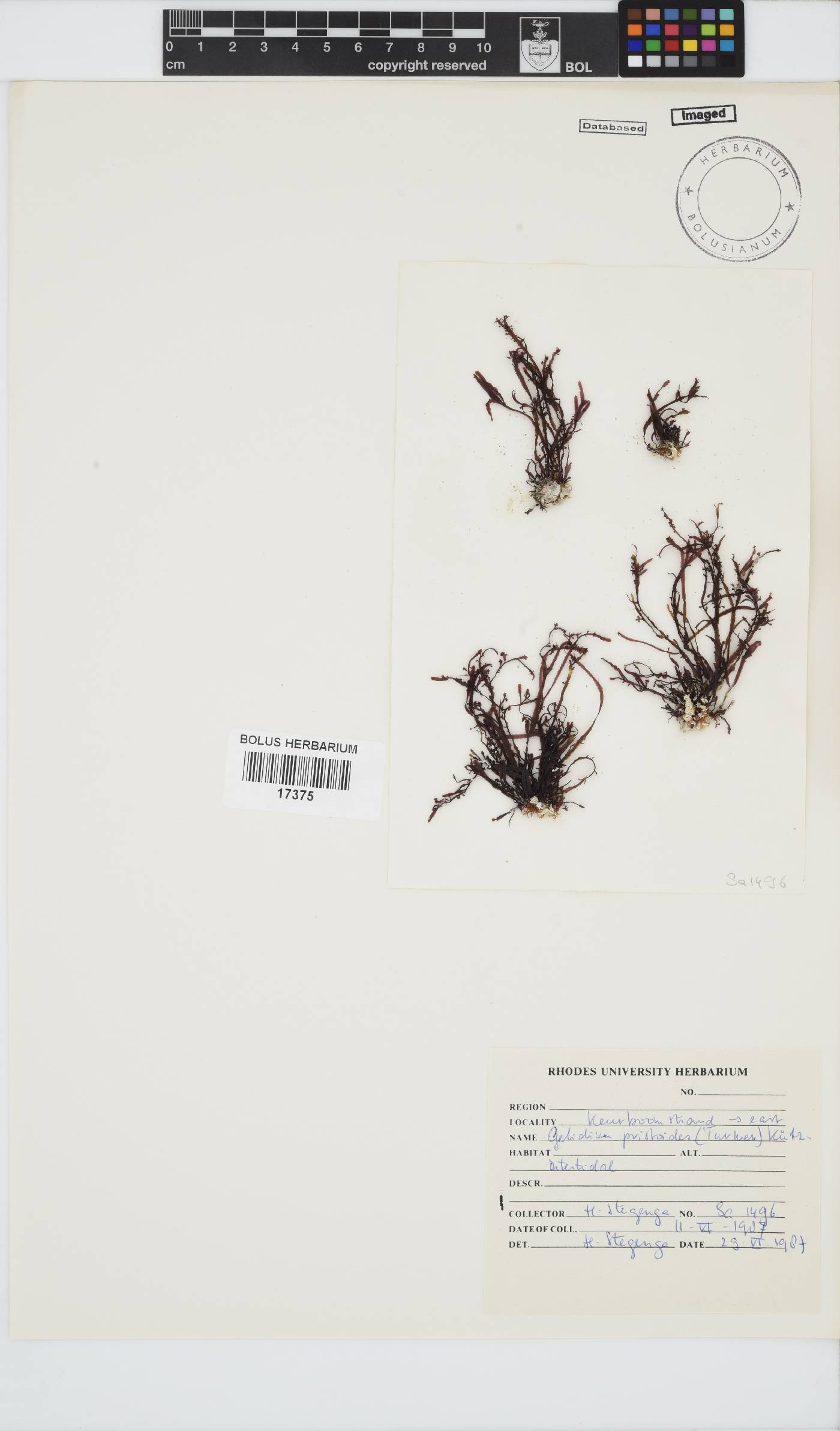 Gelidium pristoides image
