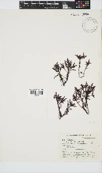 Gelidium pristoides image