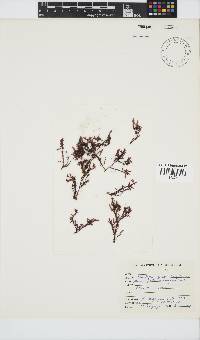 Gelidium pristoides image