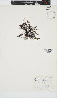 Gelidium pristoides image