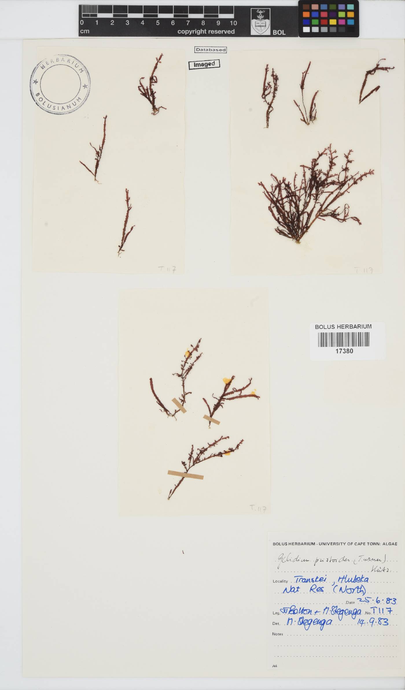 Gelidium image