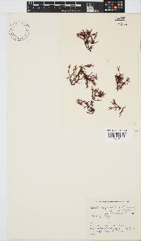 Gelidium pristoides image