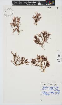 Gelidium pristoides image