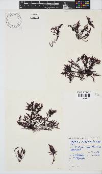Gelidium pristoides image