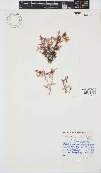 Gelidium pristoides image