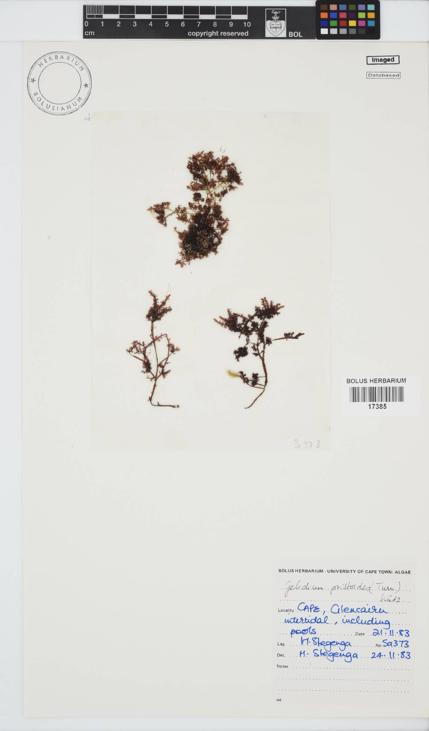 Gelidium pristoides image