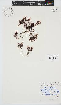 Gelidium pristoides image