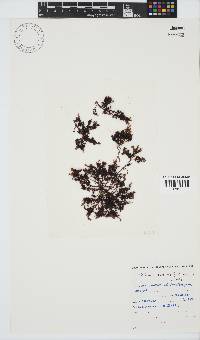 Gelidium pristoides image