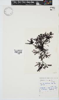 Gelidium pristoides image