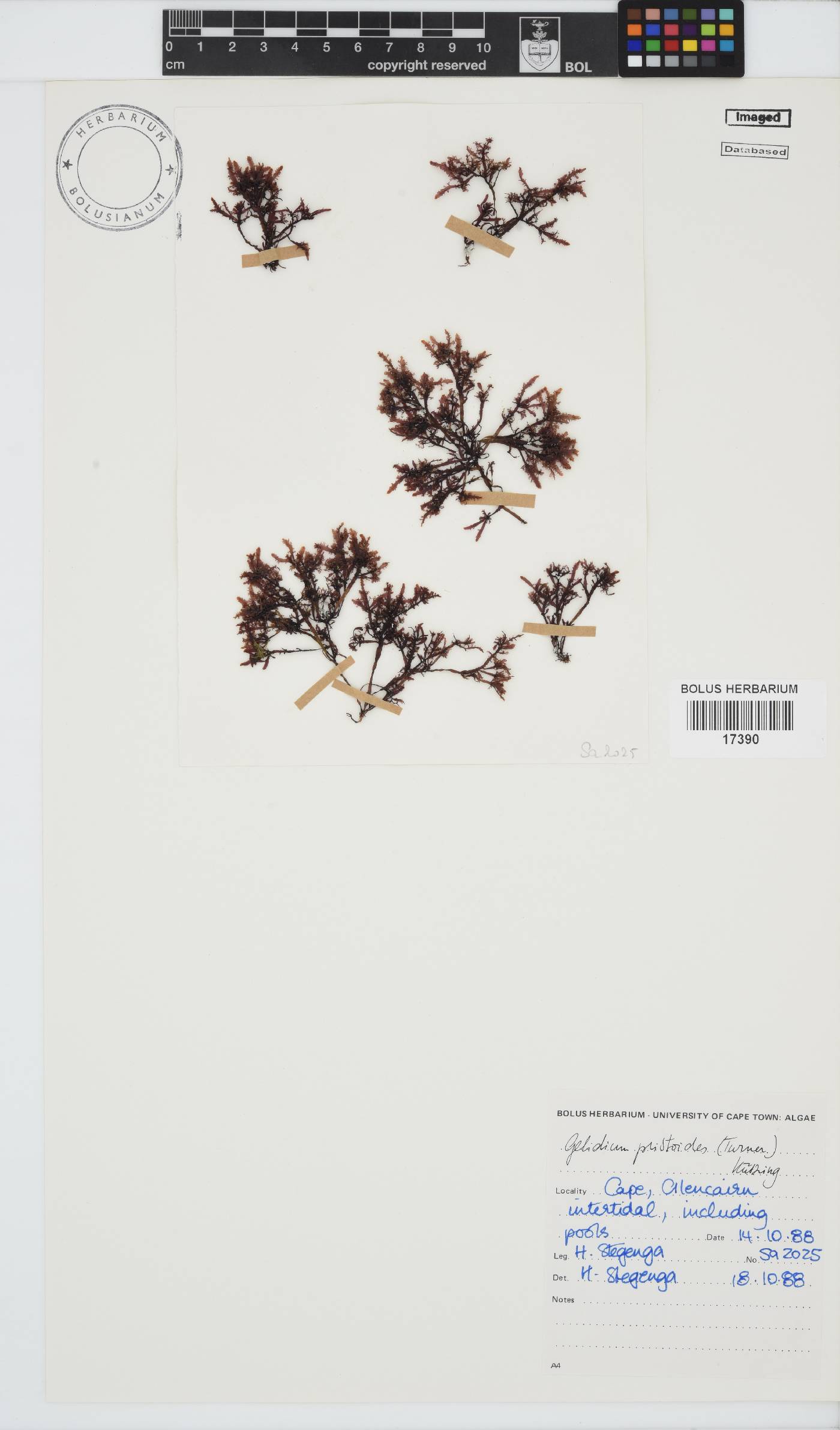 Gelidium pristoides image
