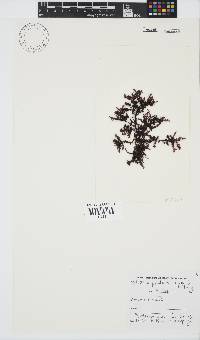 Gelidium pristoides image