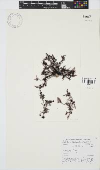 Gelidium pristoides image
