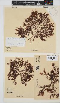 Gelidium pristoides image