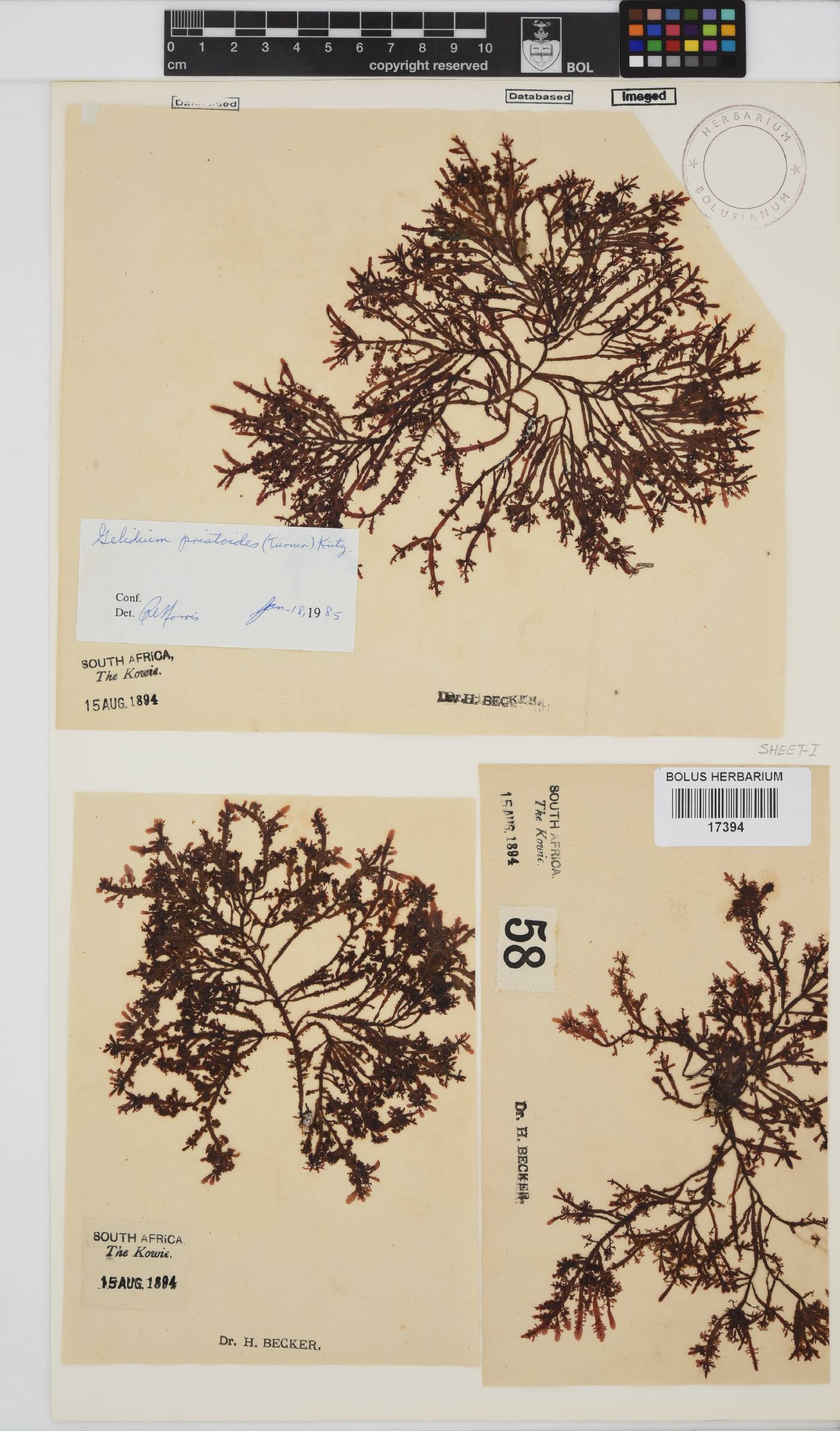 Gelidium image