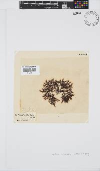 Gelidium pristoides image