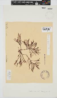 Gelidium pristoides image