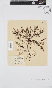 Gelidium pristoides image