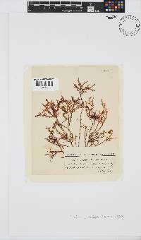 Gelidium pristoides image