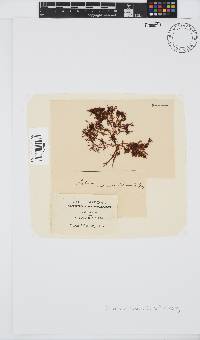 Gelidium pristoides image