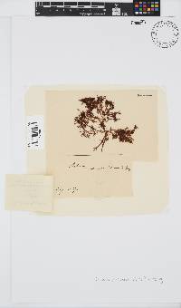 Gelidium pristoides image