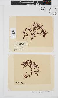 Gelidium pristoides image