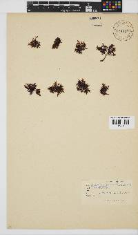 Gelidium pristoides image