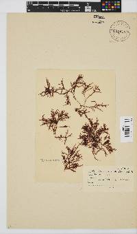 Gelidium pristoides image