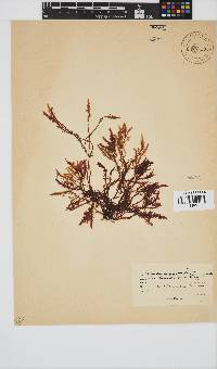 Gelidium pristoides image