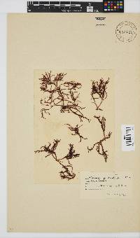 Gelidium pristoides image