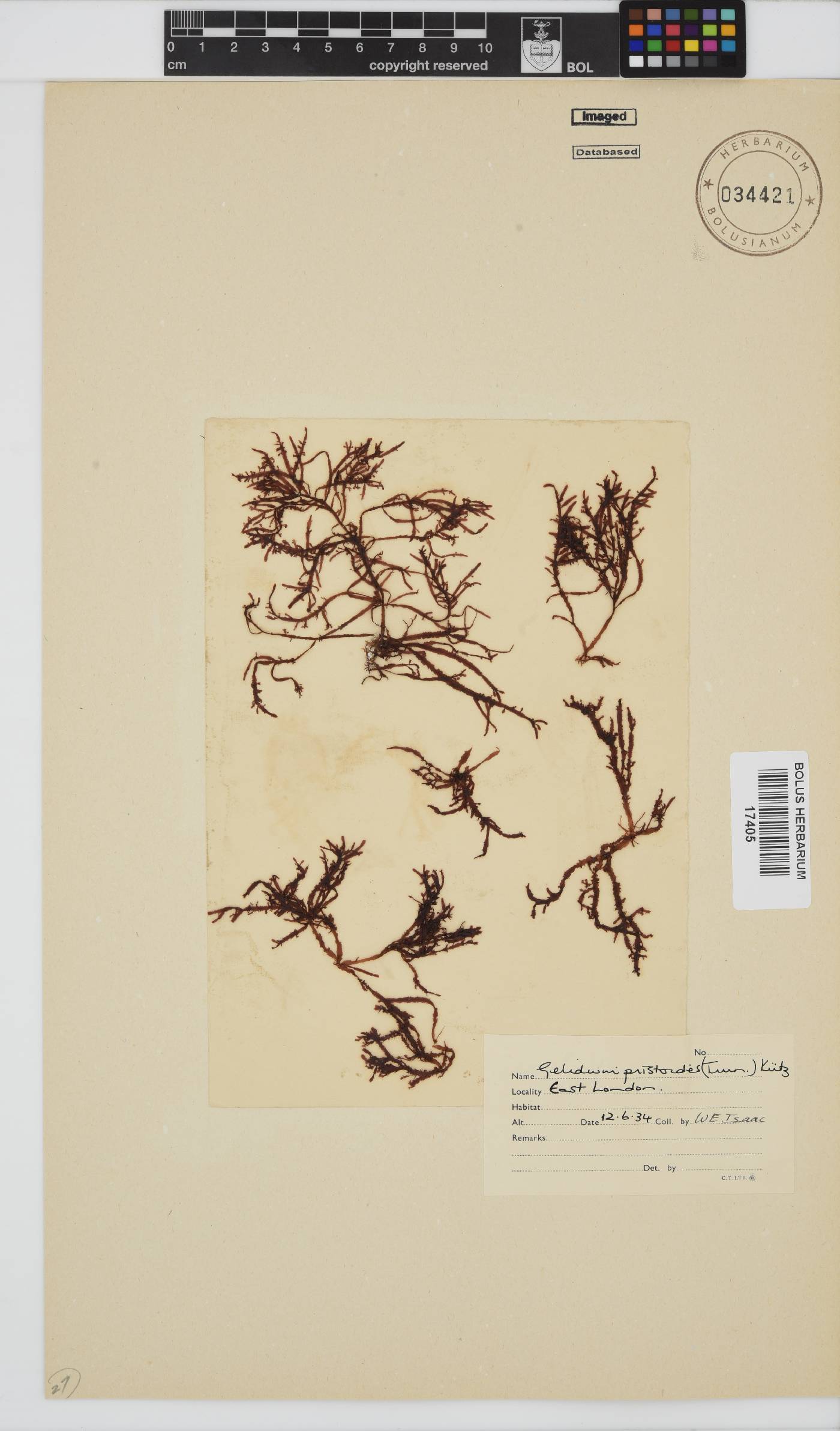 Gelidium pristoides image