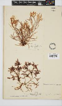 Gelidium pristoides image