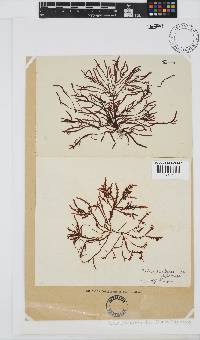 Gelidium pristoides image
